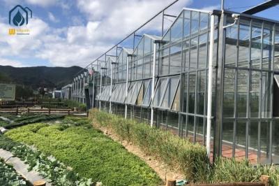 Multi Span Tomato Glass Greenhouse For Year Round High Yield Production