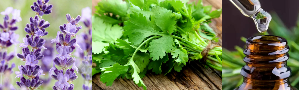 Perfume Fragrance Oil Lavender&Coriander Fragrance Essence  For Daily Using Perfume Making Production