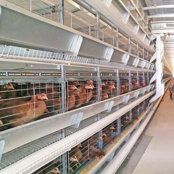 Cage de frango com design anti-escapamento promove supervisão eficaz de pintos