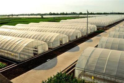Efficiently Grow Crops Solar Agricultural Greenhouses  All Year Round