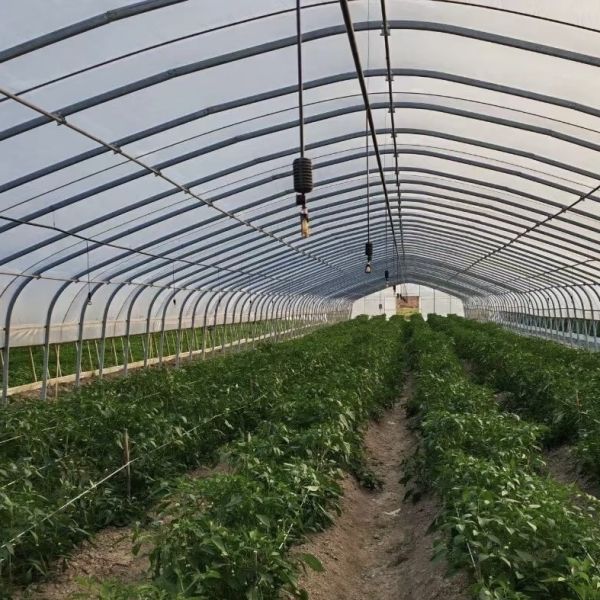 Large Affordable Hydroponic Tunnel Greenhouse Solution Package Gross Weight 20.000kg