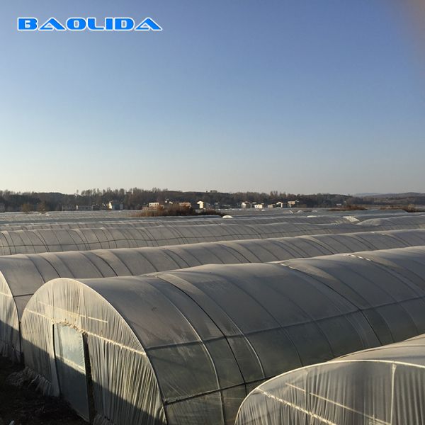 Рост овоща заволакивания листа классического стандартного тоннеля парника пластиковый