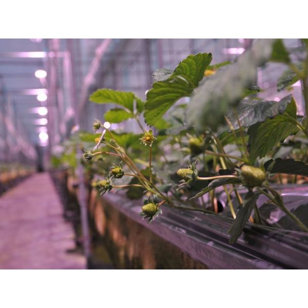 Invernadero de contenedores de cultivo verticales de gran extensión con sistema de cultivo de sustrato