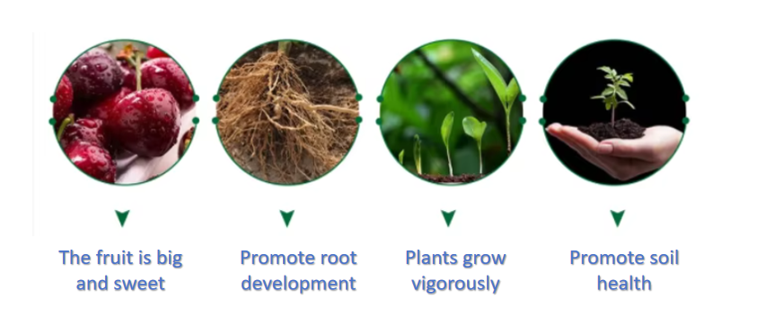 Agricultura Fertilizante orgánico de alta eficiencia Aminoácidos en polvo para frutas y verduras