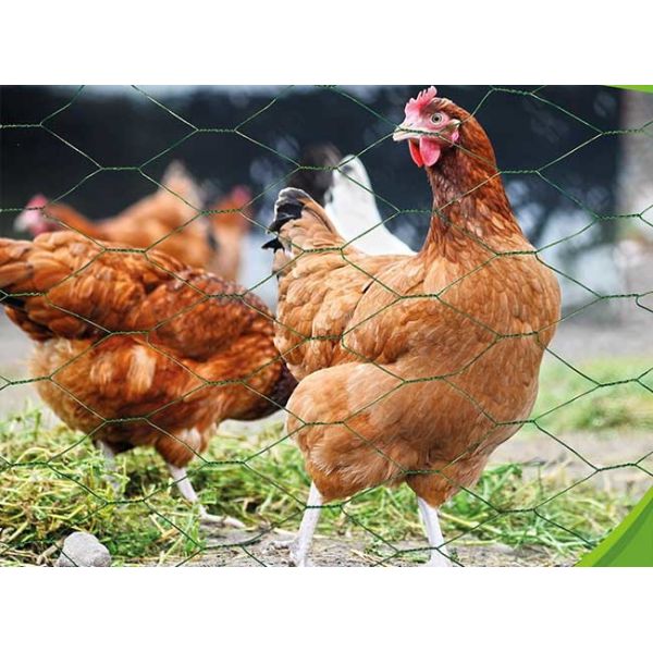 Galvanized, PVC Coated And Stainless Steel Poultry Netting