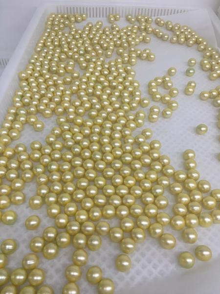 Bandejas de secagem plásticas para secar o Paintball
