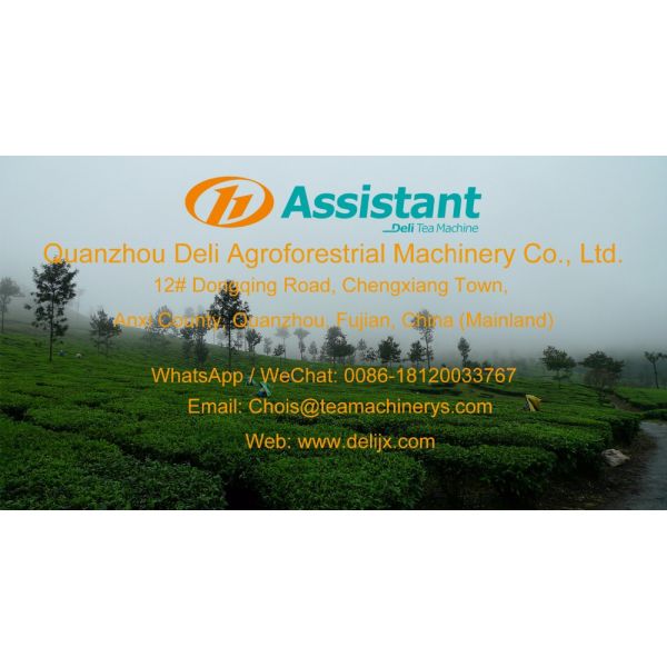DL-6CSST-80 Oolong Tea Deblocking and Screen Sieving Machine with 36 RPM Barrel Speed