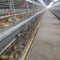 Alimentation de poulet automatique du système 0.75kw de conducteur de poulet de bétail pour les pondeuses