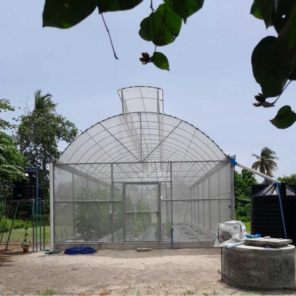 Metal Frame Covered Outdoor 6x15m Agricultural Commercial Green House Umbrella Roof Vent Greenhouse With Ventilation