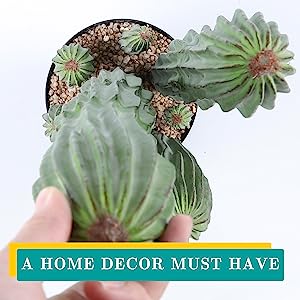 Artificial Succulent Plants - Realistic Artificial Flowering Cactus, Fake Succulent Plant Decor for Home Office