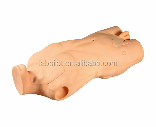 Advanced PVC Torso Model for Central Venous Injection and Puncture Skill Development