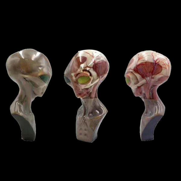 Servicio de impresión 3D multicolor de alta resolución. Aplicaciones médicas con proceso SLM.