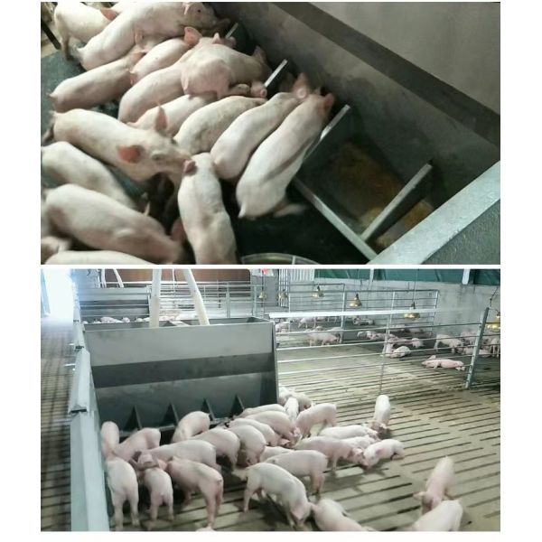 SUS Pig Animal Feeding Trough Livestock Husbandry Hog Trough Feeders