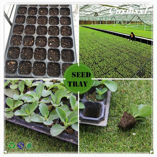 Поднос саженца черноты PVC PS бака сука пола пластиковый с куполом для Microgreens