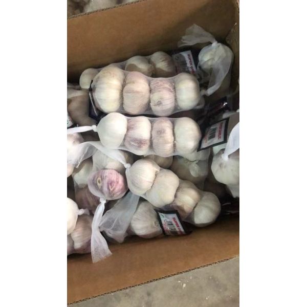 Anti Cancer Natural Fresh Garlic