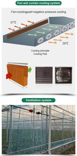 Customized Length Multi-Span Film Greenhouse for and Durability in Large-Scale Farming