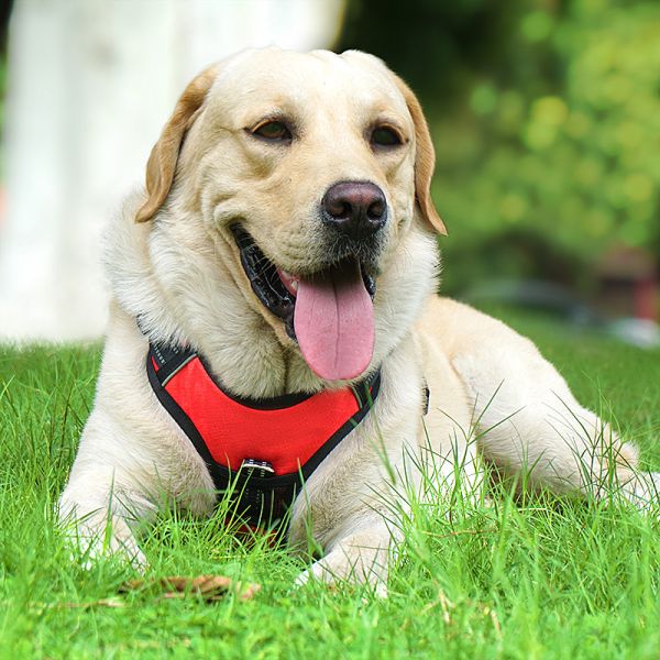 Correa reflectiva a prueba de explosión personalizada para perros medianos y grandes en Chengbei Special Dog Chest Strap