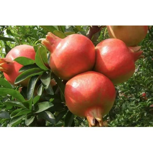 Potassium Fulvate The Essential Nutrient for Stronger Roots and More Resilient Plants