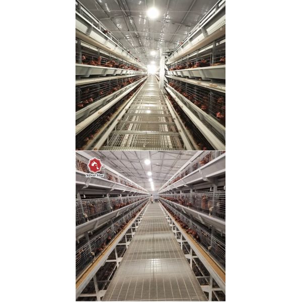 jaula del pollo de la capa de 650x625x500m m