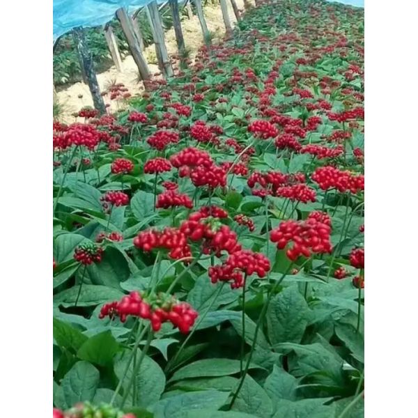 Medicamentos herbarios chinos de ginseng rojo comercial Aprobación de la FDA HALAL