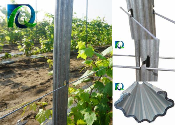2.0MM Thick Metal Grape Trellis Posts For Vineyard And Orchard Strongest Design