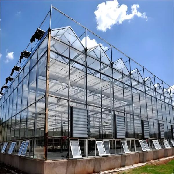 Venlo Glass Greenhouse for Onion Cultivation Stable Structure