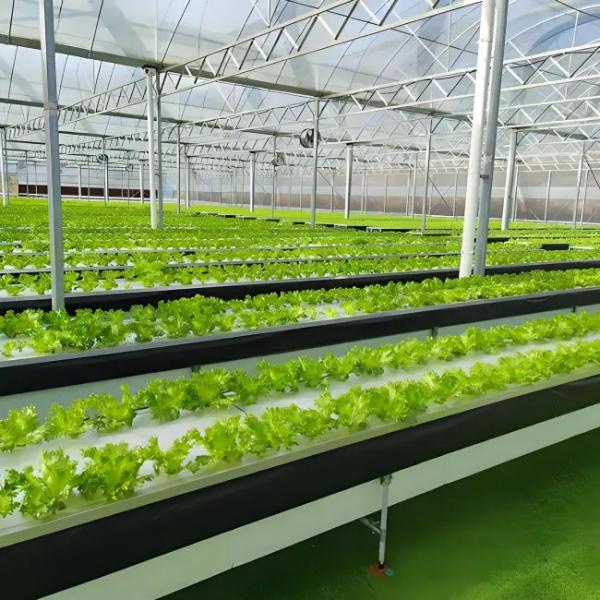 Agricultural Multispan Venlo Greenhouse Complete Hydroponic Nft Greenhouse