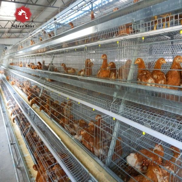 Le poulet à rôtir de viande met en cage avec l'alimentation de la volaille automatique