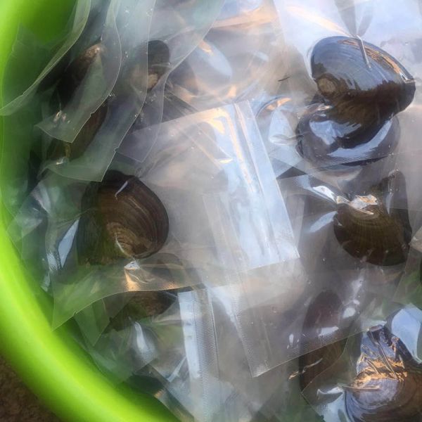 Wholesale Vacuum-packed 7-8mm A grade rice shape freshwater pearl oyster white natural Pearl Oyster