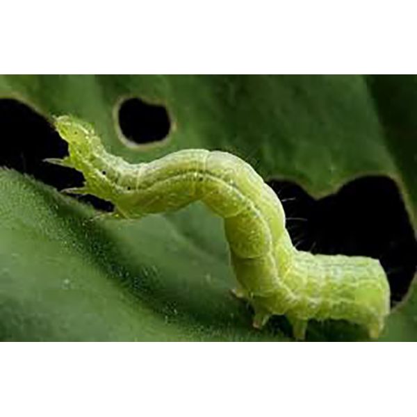 Ecological SC Biological Pesticide PrGV.Bt Organic Pesticides For Farming