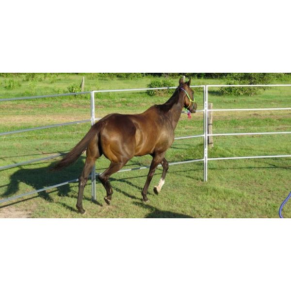 Steel 10ft Tall Horse Round Yard Panels With Powder Coated