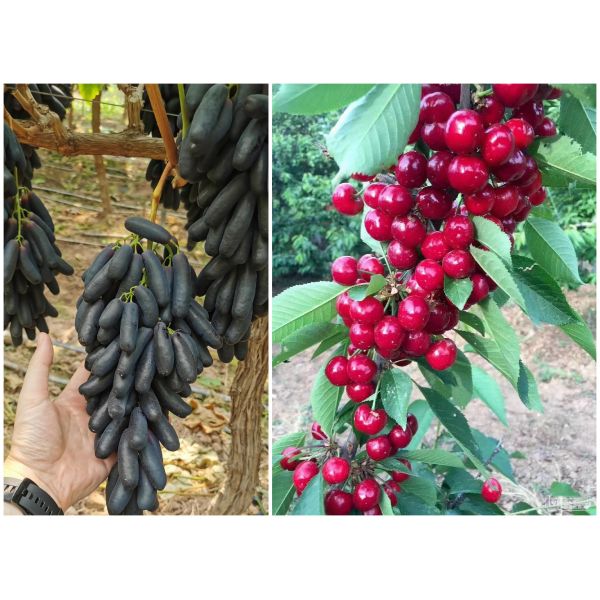 Agricultural Amino Acid Chelate Calcium Magnesium Zinc Boron Organic Fertilizer