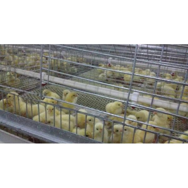 chick cage High Quality A Frame Brooding Chicken Cage Pullet Cage With Electro-Galvanized