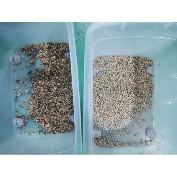 5400 Pixels Mini Coffee Bean Color Sorter   With High Accuracy