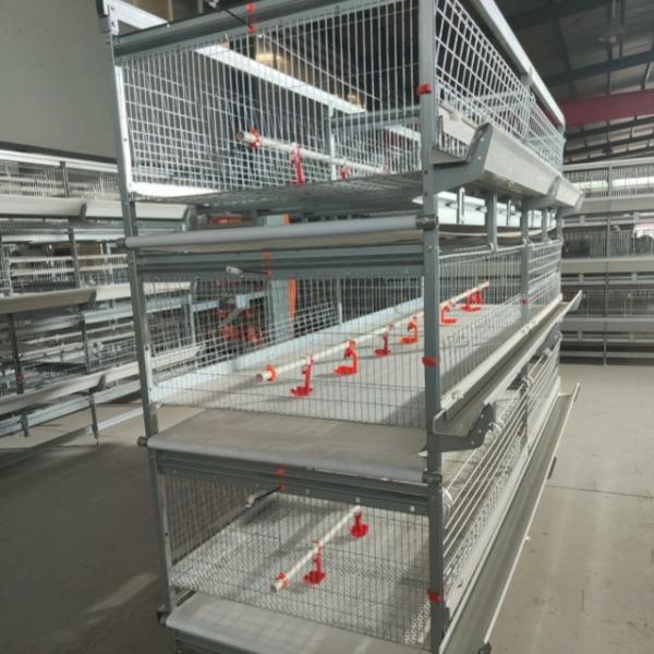 Q235 Galvanizado a quente Colheita automática de ovos de galinha Caixa tipo A para equipamento de criação de gaiolas de camadas