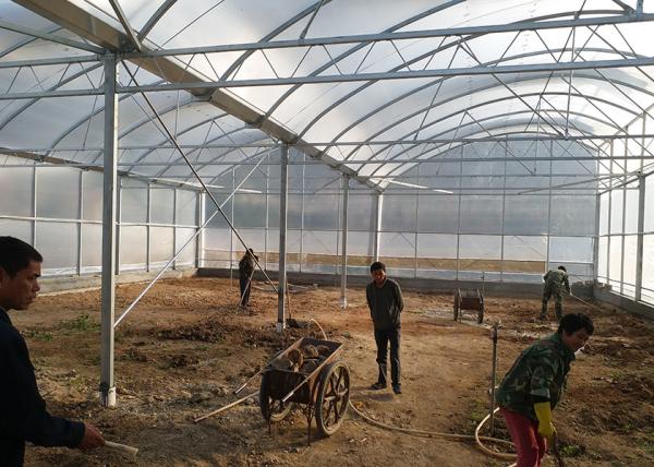 Industrial Flower Commercial High Tunnel Greenhouse With Fixed Roof Windows