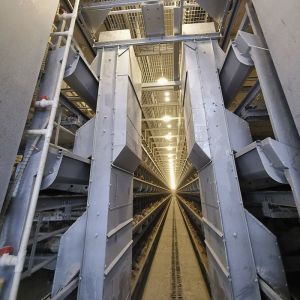 système automatique d'alimentation de la volaille 50hz