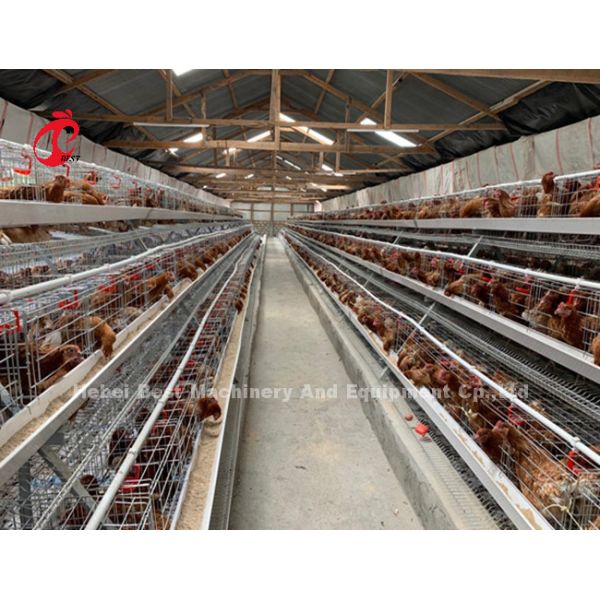 Best Brand Reliable Poultry Farming Cage System Of Poultry Management Iris