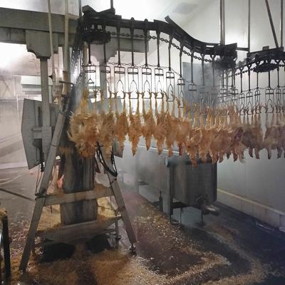 Linha automática 304 da chacina da galinha do equipamento da matança das aves domésticas 500BPH