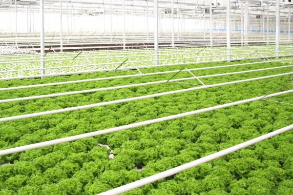 4000lm 300W 3500K Vegetable LED Grow Lights