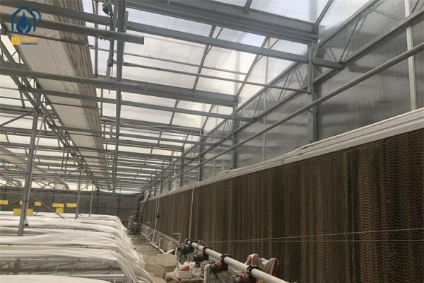 Élevage à haut rendement Serre en polycarbonate Serre pour fruits et légumes