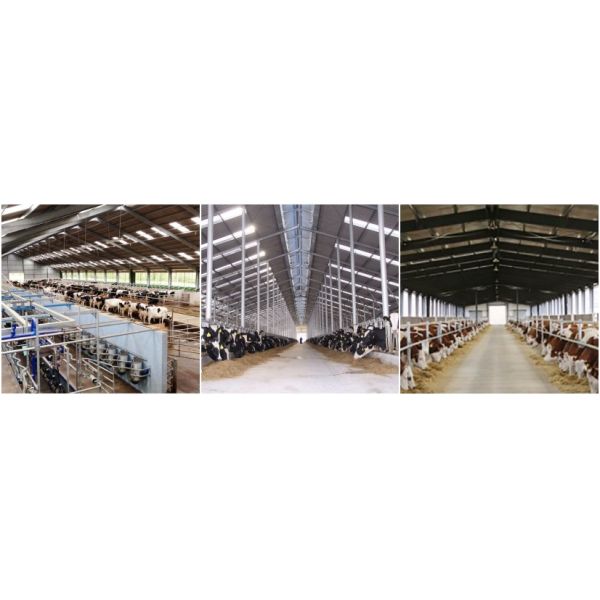 Anti Rust Steel Structure Poultry House Prefab Industrial Buildings Lightweight