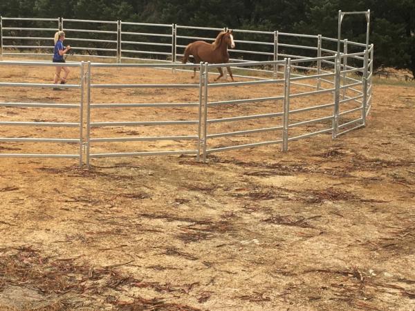 Portable Corral Panels For Cattle Permanent Yards Heavy Duty  Cattle Yards