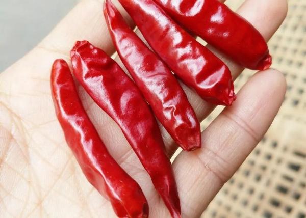 Chaotian secou pimentões vermelhos inteiros Tianjin Chili Dehydrated dos pimentões vermelhos