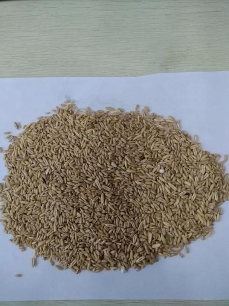 Oat Dehusking Buckwheat Chinese Pearl Barley Husking Machine Raw Oats Sunflower Seed