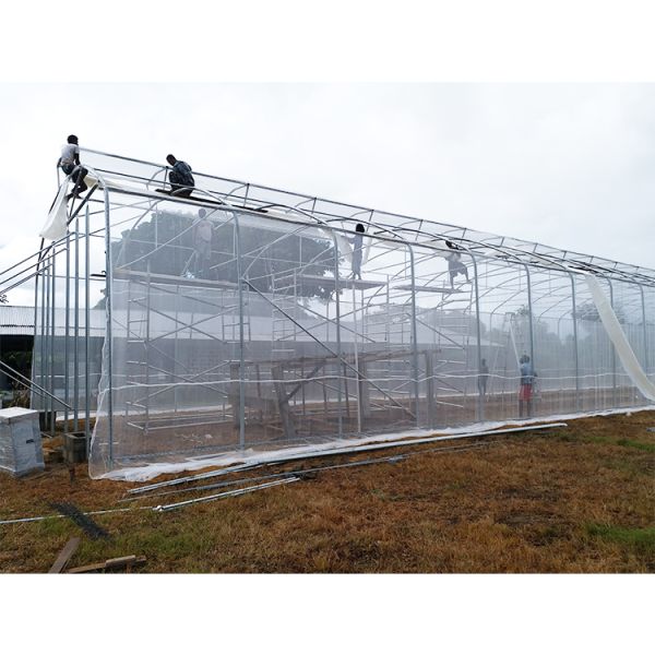 Umbrella Structure Agricultural Greenhouse 8m Height Wide Span Greenhouse