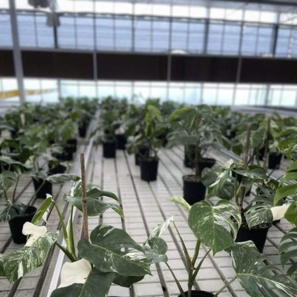 Innovative Design and Innovative Hydroponic Glass Greenhouse for Growing Vegetables
