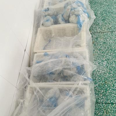 кишечник овечки 22/24mm покрывая сильное хранение твердости в холоде