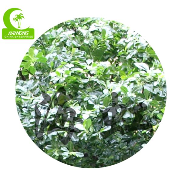 Деревья ландшафта H400cm искусственные, искусственное Pittosporum для парка атракционов
