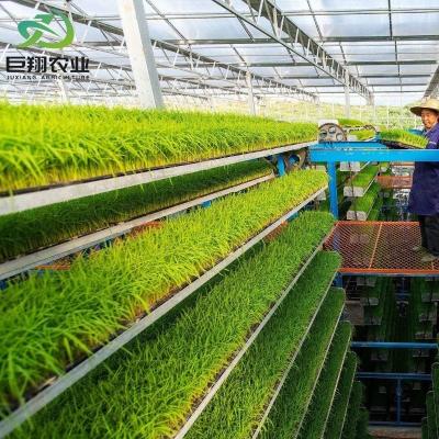 Espaçamento personalizado 8m 9,6m 12m Estufas para pepino Feito de tubo de aço galvanizado a quente